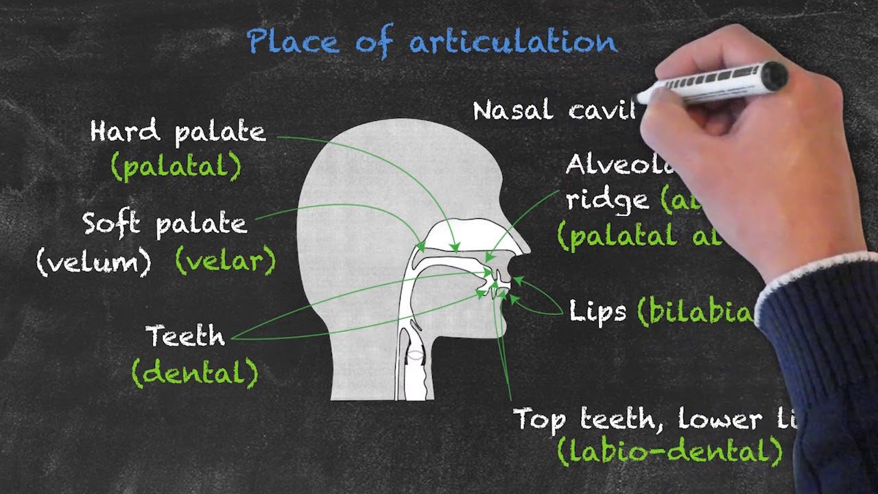 Pronunciation and Phonology in the EFL Classroom – Place of Articulation Pt. 1